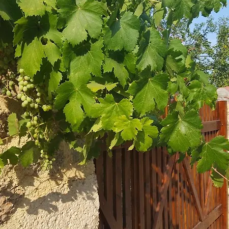 Rustic Platanus